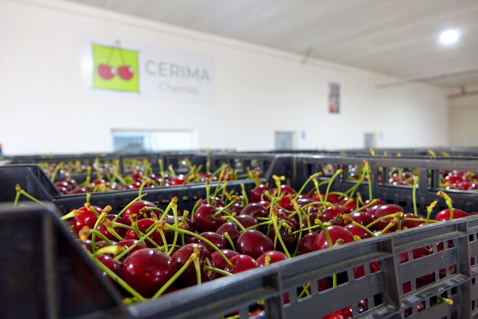 Cerima Cherries es una empresa dedicada a la producción y comercialización.