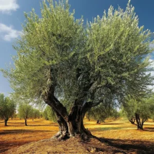 Optimiza tu Cosecha: Guía de Abonado para Olivos de Secano
