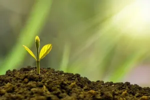 Innovación en el Campo: Aplicaciones de la Biotecnología en la Agricultura Moderna