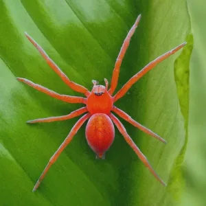 Combate Eficazmente la Araña Roja en Cítricos: Estrategias y Tratamientos