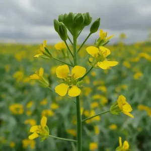 Camelina: El Superalimento Olvidado que está Revolucionando la Nutrición Sostenible