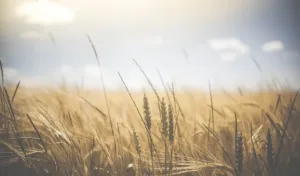 Agricultura 101: Características Fundamentales y Tendencias Modernas en el Cultivo