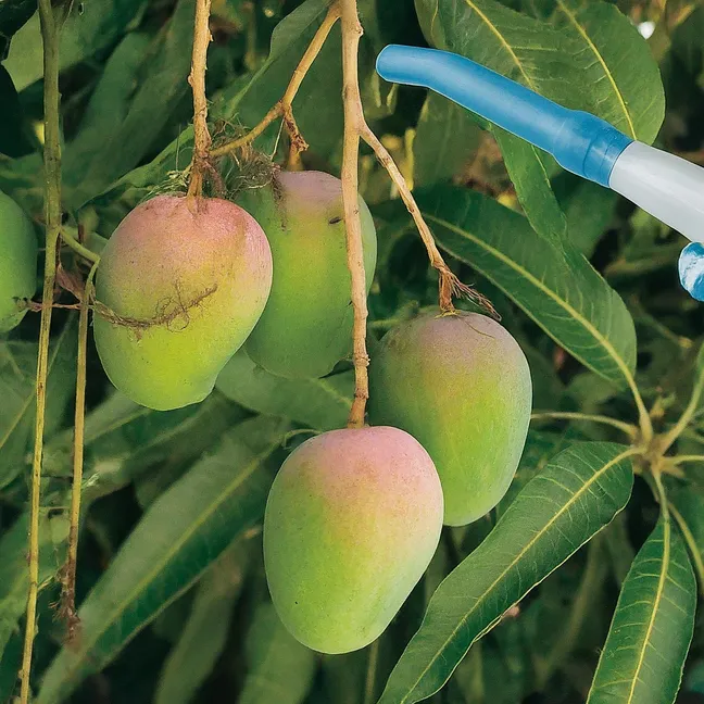 Control químico de las plagas del mango