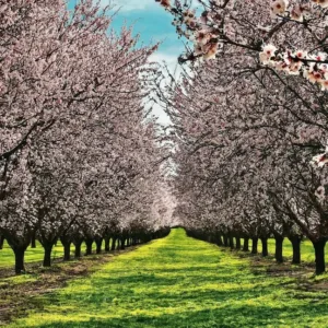 Inversión en Oro Verde: El Coste de Cultivar una Hectárea de Almendros