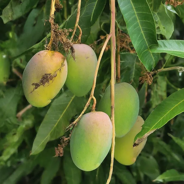 Enemigos del Mango: Identificación y Control de las Principales Plagas del Cultivo