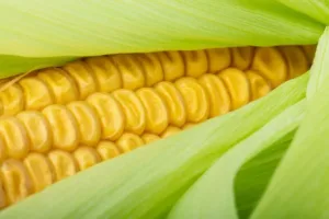 Época de Siembra del Maíz: El Momento Óptimo para Cultivar el Oro Amarillo