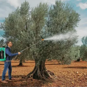 Guía de Sulfatado para Olivos: El Momento Óptimo para Combatir la Mosca del Olivo