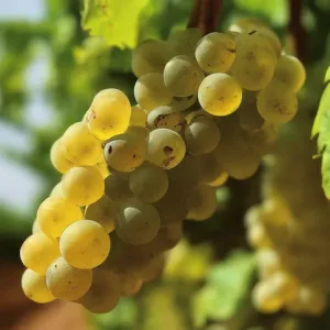 Inversión en Viticultura: Costos Detallados para Plantar una Viña