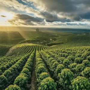 Optimización del Cultivo: ¿Cuántos Árboles de Café Pueden Plantarse en Una Hectárea?