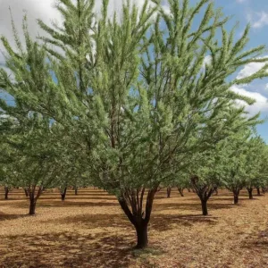 Producción de Almendras en Secano: Expectativas de Rendimiento por Árbol