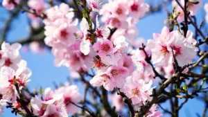 Guía Completa de Cuidados para tu Almendro: Del Plantado a la Cosecha