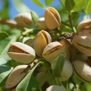 Guía Completa para Cultivar Pistachos: Consejos y Estrategias para una Cosecha Exitosa