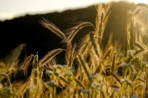 Guía Completa para el Cultivo de Centeno: Técnicas y Consejos para una Cosecha Exitosa