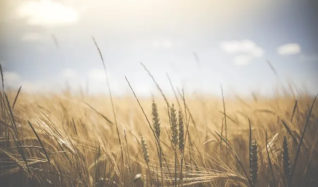 Guía Completa para el Cultivo Exitoso de Cereales: Técnicas y Consejos Prácticos