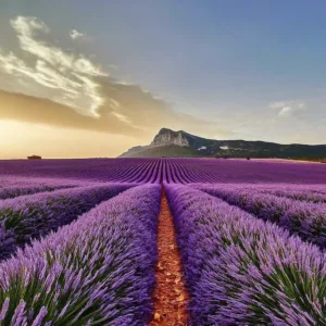 Guía Completa para el Cultivo de Lavanda en España: Consejos y Estrategias para una Cosecha Exitosa