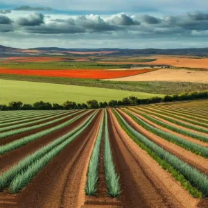 Top 10 de los Cultivos Más Rentables en España: Inversiones Agrícolas con Gran Retorno