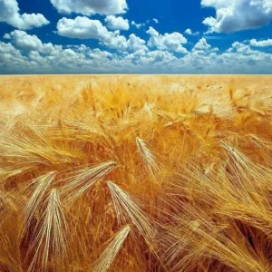 El Trigo: El Rey de los Cereales en la Agricultura de Europa Occidental