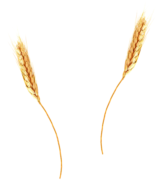 espigas de trigo