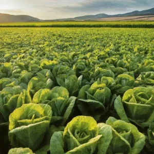 Herbicidas Sistémicos: Cómo Funcionan y Cuándo Utilizarlos en Agricultura