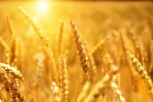 Legislación Agrícola Actualizada: Un Resumen de las Leyes y Normativas que Rigen la Agricultura