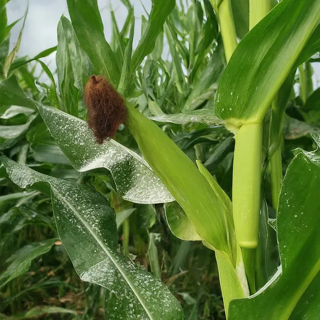 mildiú polvoroso en una planta de maíz