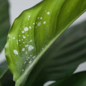 Combate el Oídio: Estrategias Efectivas para Proteger tus Plantas del Hongo Fantasma