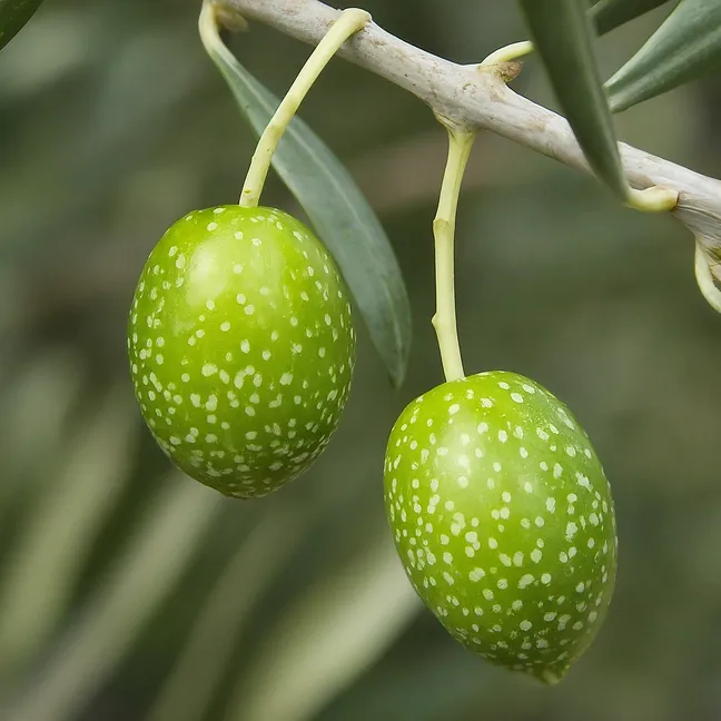 Guía Completa para Injertar Olivos: Técnicas y Consejos para un Árbol Fructífero