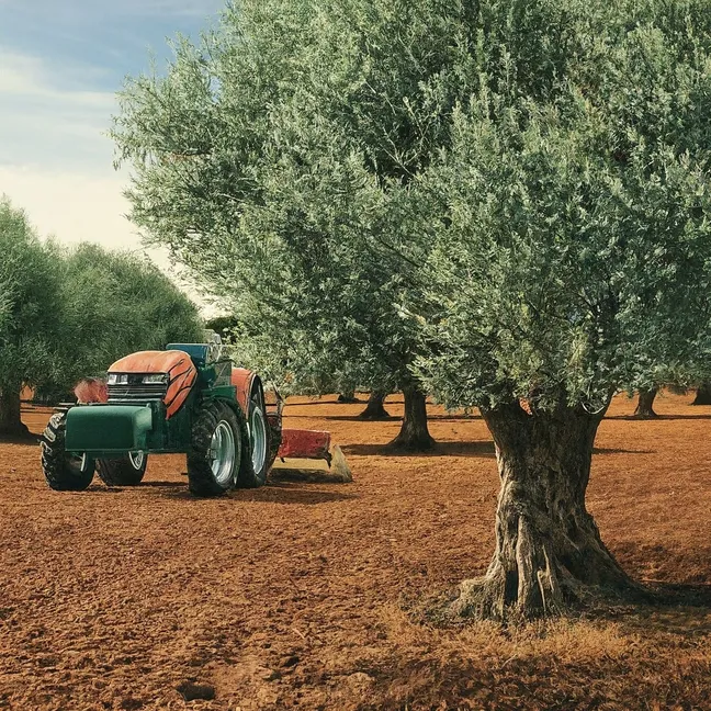 Innovación en Agricultura: Todo sobre los Olivos Superintensivos y su Impacto en la Producción de Aceite de Oliva