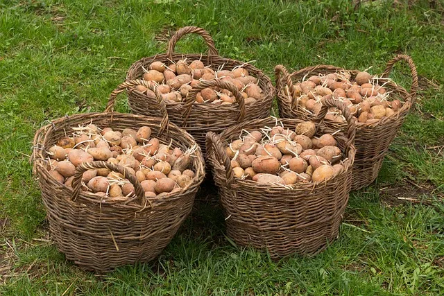 patatas en una cesta