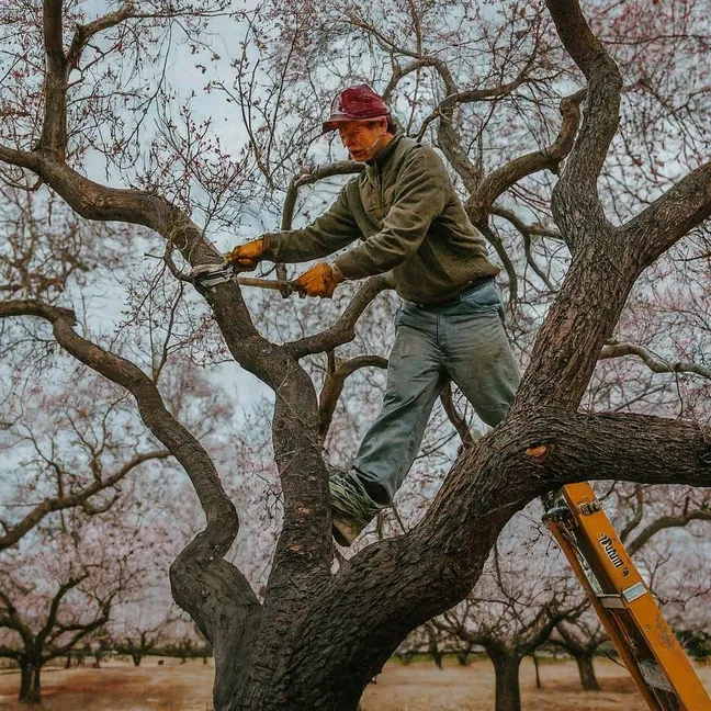 persona podando un árbol de almendras