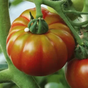 Combate Eficazmente las Plagas del Tomate: Guía de Identificación y Control Natural