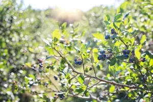 Cultivo de la Planta de Arándano: Guía Completa para Jardineros Aficionados