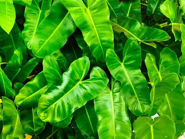 planta con hojas verdes
