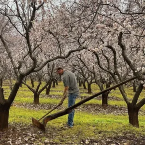 Guía Esencial para la Poda del Almendro: Técnicas y Consejos para un Cultivo Exitoso