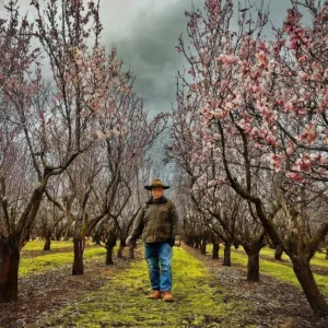 Guía Esencial para la Poda de Almendros Viejos: Revitaliza tu Árbol y Mejora la Cosecha