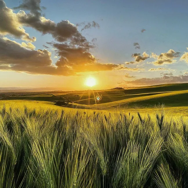 FEGA: Descubre qué es el Fondo Español de Garantía Agraria y su Rol en la Agricultura
