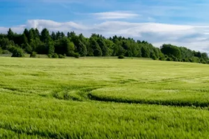 Agricultura de Subsistencia: Definición, Características y su Papel en la Sostenibilidad Alimentaria