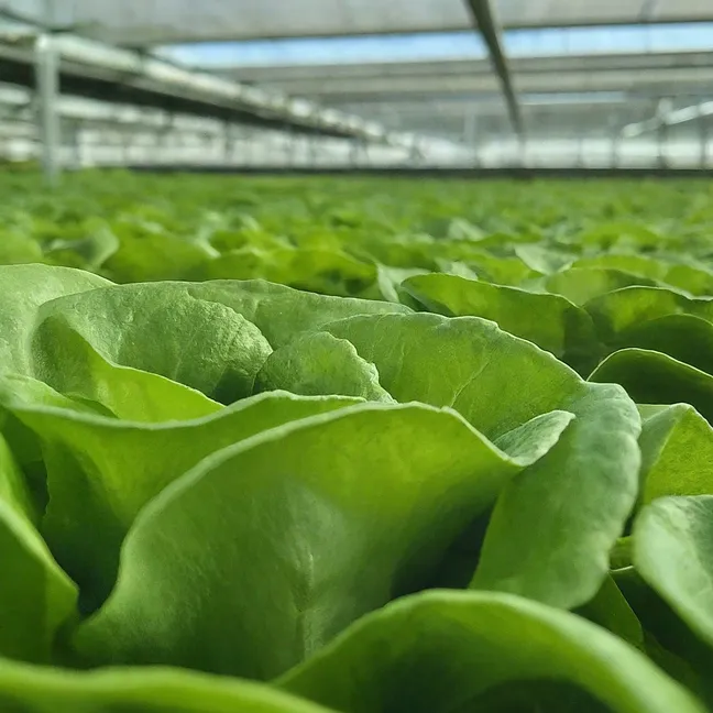 Cultivo Hidropónico: La Agricultura del Futuro ya está Aquí