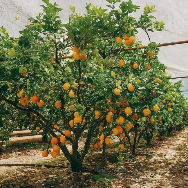 Guía de Riego Óptimo para Naranjos y Limoneros: Consejos y Técnicas para un Huerto Fructífero