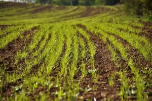 La Revolución Agrícola: Beneficios y Proceso para Obtener Semilla Certificada