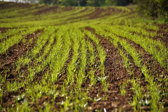 La Revolución Agrícola: Beneficios y Proceso para Obtener Semilla Certificada