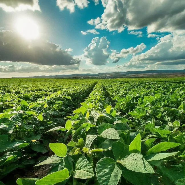 Cultivando el Futuro: Todo sobre la Semilla de Soja y su Impacto en la Agricultura Sostenible