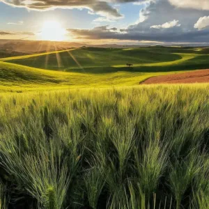 Siembra Directa: Revolucionando la Agricultura con Técnicas Sostenibles