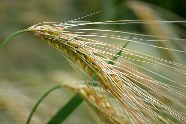 Innovación Agrícola: Todo sobre la Cebada Híbrida y su Impacto en la Producción de Cultivos