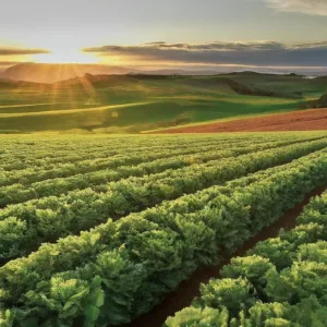 Guía Completa de Insumos Agrícolas: Tipos y Usos para una Agricultura Eficiente