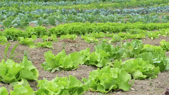 una hortaliza creciendo