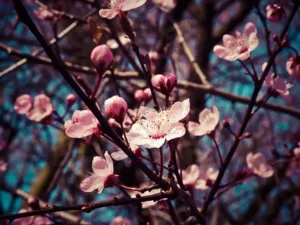 Descubre las Variedades de Almendros más Populares: Una Guía para Elegir la Adecuada