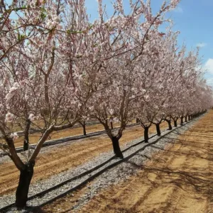 Las Mejores Variedades de Almendros para Cultivo en Secano: Adaptación y Rendimiento