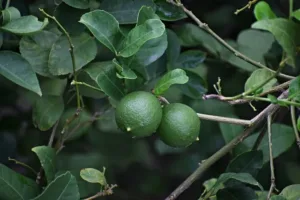 Explorando la Diversidad Cítrica: Un Viaje por las Variedades de Cítricos del Mundo