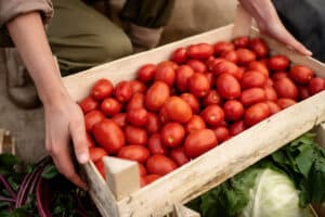 Mildiu en el Tomate: Cómo Identificarlo, Prevenirlo y Combatirlo Eficazmente